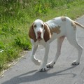 Bracco Italiano