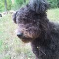 Pumi