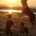 Boston Terrier