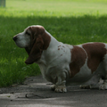 Basset Hound