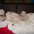 Bracco Italiano