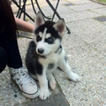 Alaskan Malamute