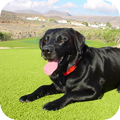 Labrador