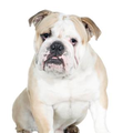 BRODUKE ENGLISH BULLDOGS