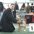 BRODUKE ENGLISH BULLDOGS
