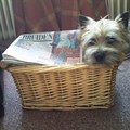 Cairn Terrier