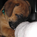 Bullmastiff