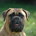 Bullmastiff