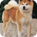 Akita Inu