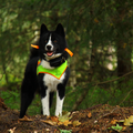 Karelische Berenhond
