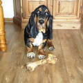 Basset Hound