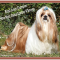 Shih Tzu