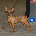 Dwergpinscher