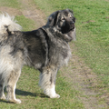 Kaukasische Owcharka