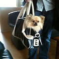 Keeshond, Klein