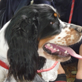 Engelsespringerspaniel kennel