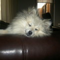 Keeshond, Klein