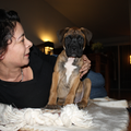 Bullmastiff