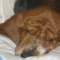 Basset Hound