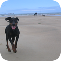 Dobermann