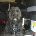 Bouvier