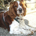 Welsh Springer Spaniel