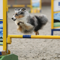 Amazing Velocity