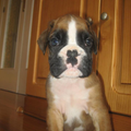 Boxer