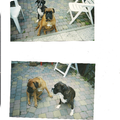 Boxer