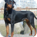 Daisy's Pride Duitse Pinschers