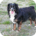 Australian Shepherd