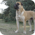 Bullmastiff