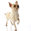 Chihuahua, korthaar