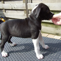 Roco's Amstaff