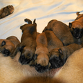 mechelse herder kennel van de Ravenhoeve