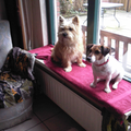 Cairn Terrier