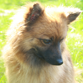 Keeshond, Klein