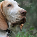 Bracco Italiano