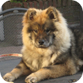 Eurasier
