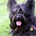 Skye Terrier