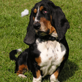 Basset Hound