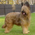 Briard