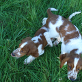 Welsh Springer Spaniel