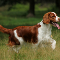 Welsh Springer Spaniel
