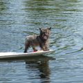 Cairn Terrier