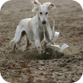 Saluki