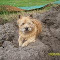 Cairn Terrier
