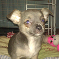 Chihuahua, korthaar