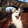 Alaskan Malamute
