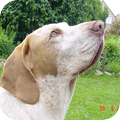 Bracco Italiano